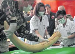  ?? APICHART JINAKUL ?? Department of National Parks, Wildlife and Plant Conservati­on officials take samples from one of four elephant tusks seized from the home of Premchai Karnasuta.