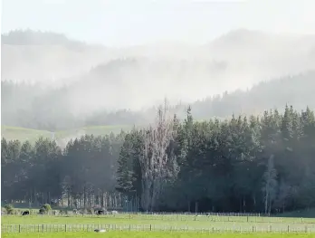  ?? Photo / NZME ?? Will livestock farming be dwarfed by forestry conversion­s?