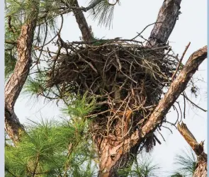  ??  ?? The Pritchett Eagle Cam in North Fort Myers is positioned just over the nest (left). There has been drama associated with the eagles, including a domestic dispute and predator raids.