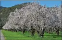  ?? BAY AREA NEWS GROUP FILE PHOTO ?? It takes about a gallon of water to grow a single almond in California. Farmers in the state expect to harvest 2.5 billion pounds of almonds this year.