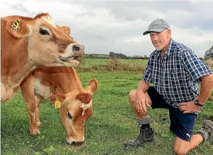  ?? MARK TAYLOR/STUFF ?? Waikato farmer Dick Post and his prized jersey cow broke records last week, reeling in a whopping $55,000 for the 3-year-old dairy cow. Post was born and bred on his Tauwhare farm and cherishes being out in the paddocks with his herd.