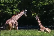  ??  ?? Giraffes are shown at the Cleveland Metroparks Zoo in 2019.