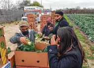  ?? Billy Calzada / Staff photograph­er ?? David Rodriguez, left, and others load boxes with the vegetables harvested at the Bexar County Urban Farm.