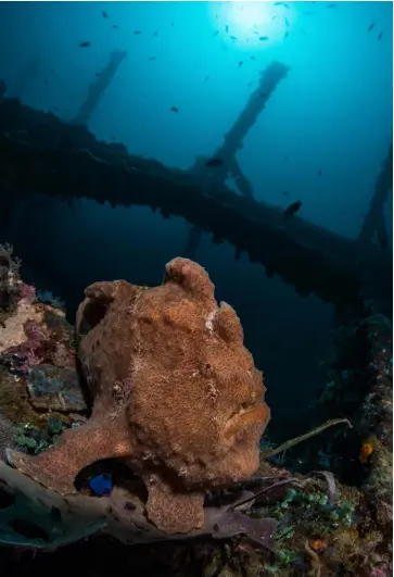  ?? IMAGE: Brook Peterson ?? ABOVE: A frogfish sits atop a small wreck in Anilao, Philippine­s