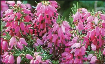  ??  ?? Cheerful: Myretoun Ruby heather has beautiful pink flowers from winter to spring