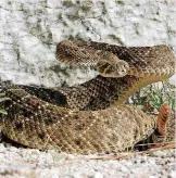  ?? [OKLAHOMAN ARCHIVES PHOTO] ?? If you want to avoid snakes, a winter walk is best for you.