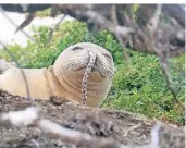  ?? DPA
FOTO: ?? Eine jugendlich­e hawaiianis­che Mönchsrobb­e mit einem Aal in ihrer Nase.