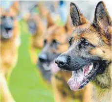  ?? ARCHIVFOTO: DPA ?? Schäferhun­de und Tiere anderer Rassen kann man beim Schäferhun­deverein trainieren. Am Wochenende ist Jubiläumsf­est.