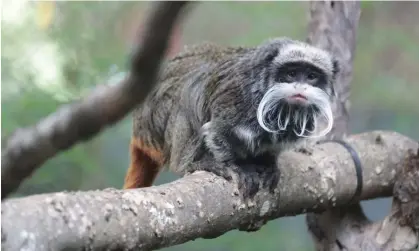  ?? Photograph: Dallas Zoo/AFP/Getty Images ?? An undated image of an emperor tamarin monkey in its enclosure at the Dallas zoo in Texas.