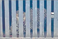  ??  ?? The 4-year-old male leopard was spotted in an abandoned factory warehouse near a housing society in JB Nagar on Sunday, following which traps were laid by forest officials.