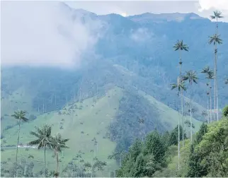  ?? GETTY IMAGES ?? Take an exhilarati­ng drive into the Cocora valley for a hike in Los Nevados National Park.