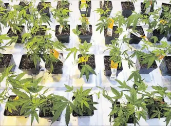  ?? RYAN REMIORZ THE CANADIAN PRESS FILE PHOTO ?? Cannabis seedlings grow at the Aurora Cannabis grow facility in Montreal. The company has ramped up production ahead of Oct. 17 to ensure stale product won’t hit the market.