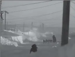  ?? Photos by RB Smith ?? STORMY (top)— Matt Hall arrives in Shaktoolik to blowing snow, on Sunday March 13.
TENDING TO THE DOGS— Aaron Burmeister applies salve to his dogs’ feet during a rest stop in Shaktoolik.