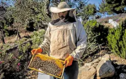  ?? BY AFP —PHOTOS ?? WELL-BEING An employee with a mental illness holds a hive of bees at the agricultur­al farm “The Caserma of Herbs.”