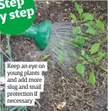  ??  ?? Keep an eye on young plants and add more slug and snail protection if necessary