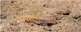  ??  ?? Common loach