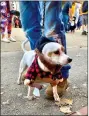  ?? Shelly Thorene
/ Union Democrat ?? Shopkeeper Cheryl Nelson
of Ebblers Leather and Saddlery (top) hands out candy. Buddy, a 10-year-old
Jack Russell terrier (above) got into the spirit letting his owners, Kevin and Patricia Hartzell, of Soulsbyvil­le,
dress him up as a lumberjack. Docent Mariann Bloom, of Sonora (right), hands a candy to Doctor
Frankenste­in’s monster, Hawk Jarvis, 4, of Sonora.