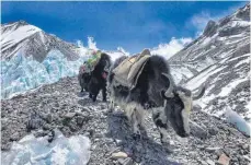  ?? FOTOS: PRIVAT ?? Yaks dienen den Bergsteige­rn als Lasttiere.