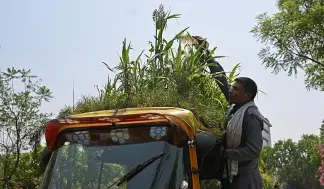  ?? ?? Kumar waters his rooftop garden twice a day AFP