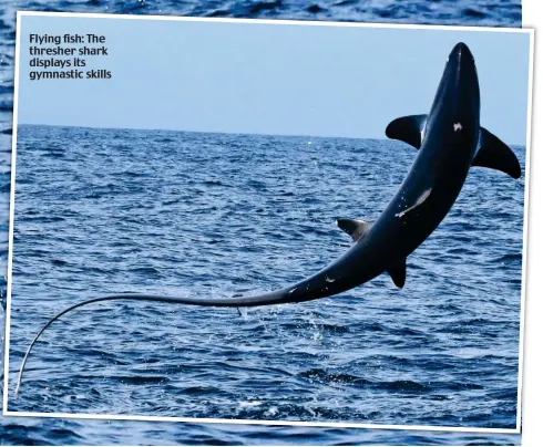  ??  ?? Flying fish: The thresher shark displays its gymnastic skills