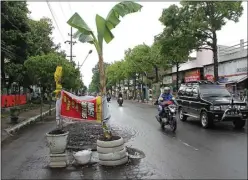  ?? ANWAR BAHAR BASALAMAH/JAWA POS RADAR NGANJUK ?? PERBAIKAN: Jalan Imam Bonjol yang rusak sejak Oktober lalu belum diperbaiki hingga sekarang. Agar tidak ada pengendara yang celaka, warga menanam pohon pisang.