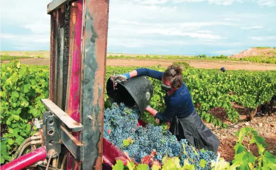  ?? EP ?? Una vendimiado­ra recoge uvas en Aldeanueva de Ebro, La Rioja. El sector fija la población y cría riqueza en el medio rural
