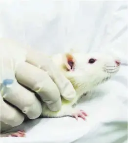 ?? Jorge Zapata / Efe ?? Un científico sujeta a un ratón en un laboratori­o.