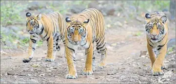  ?? HT FILE PHOTO ?? ■
Ranthambor­e Tiger Reserve has 27 male tigers, 25 female big cats and 10 cubs, much more than the carrying capacity of the reserve.