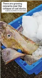 Scientists advise ‘zero catch’ for cod amid warning of collapsing ...