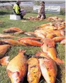  ?? Photo / Alan Gibson ?? Department of Conservati­on rangers inspect and weigh koi carp taken from a lake in north Waikato.