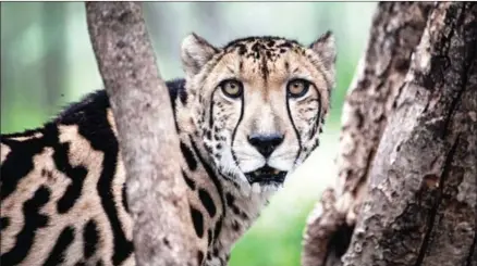  ?? JOHN WESSELS/AFP ?? A rare male King Cheetah is seen inside a closed camp in the Ann van Dyk Cheetah Centre on December 30 in Hartbeespo­ort, South Africa. Today there are less than 7,000 cheetahs left in the wild.