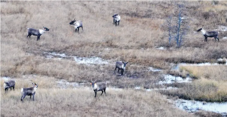  ?? JEAN- SEBASTIEN NAUD ?? The habitat of the Val d’Or woodland caribou herd was altered by logging, whose long-term effects brought in other animal species as well as humans to hunt and fish.