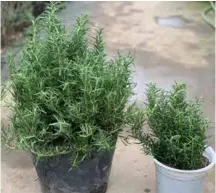  ??  ?? Rosemary for keeping at home as decor or to cook with. Visit Ẩm Thực Làm Đẹp Và Sức Khỏe Facebook for more details. Photo courtesy of the shop