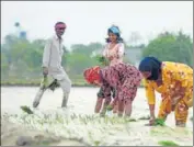  ?? SANJEEV KUMAR/HT ?? Farm labourers transplant­ing paddy in an inundated field at Gill Patti village in Bathinda on Friday.