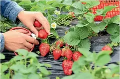  ??  ?? A strawberry patch is an easy project for children.