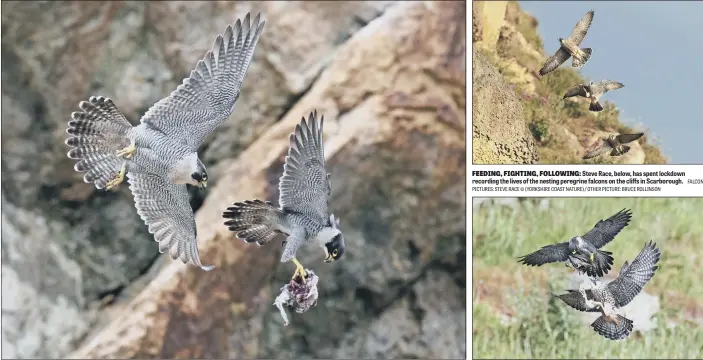  ?? FALCON PICTURES: STEVE RACE © (YORKSHIRE COAST NATURE) / OTHER PICTURE: BRUCE ROLLINSON ?? FEEDING, FIGHTING, FOLLOWING: Steve Race, below, has spent lockdown recording the lives of the nesting peregrine falcons on the cliffs in Scarboroug­h.