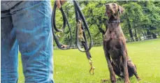  ?? FOTO: DPA ?? Hunden ist der Zuspruch des Herrchens enorm wichtig.