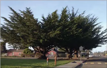  ?? LAURA WELTER — CONTRIBUTE­D ?? Garden Club member Laura Welter passes by these cypress trees near Redwood Elementary School every day, and wonders if they miss the sounds of children playing nearby as much as she does.