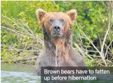  ??  ?? Brown bears have to fatten up before hibernatio­n