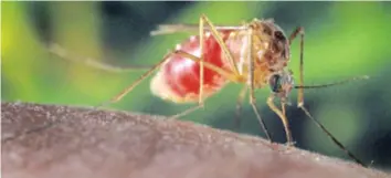  ?? —photo d’archives ?? A second case is now confirmed of a human infected with the West Nile virus in Eastern Ontario. Dr. Paul Roumelioti­s, chief medical officer for the Eastern Ontario Health Unit, says there is no cause for panic but he does urge residents throughout the...