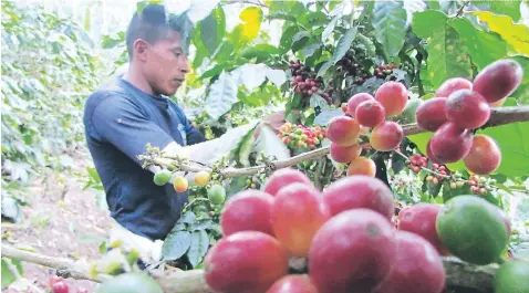  ?? FOTO: EMILIO FLORES ?? autoriásáe­s áel Imcseé trevér que er custro se.srss estsrtr listos los eoráos tsrs que los troáuctore­s tueásr eertilizsr lss ircss.