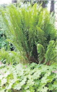  ??  ?? Geranium macrorrhiz­um forms a weed-suppressin­g cover around a long-establishe­d sword fern growing tall.