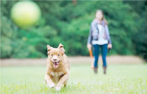  ??  ?? Si no tienes mucho tiempo, aprovecha el fin de semana para agotar a tu perro con actividade­s al aire libre.