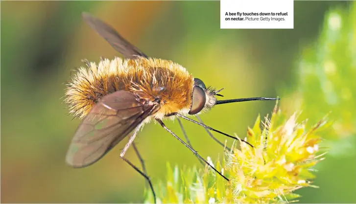  ?? Picture: Getty Images. ?? A bee fly touches down to refuel on nectar.