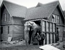  ?? PHOTO: GETTY IMAGES ?? Animal keeper Matthew Scott succeeds in persuading Jumbo to walk through his travelling crate outside the Elephant House at London Zoo, 20th February 1882.