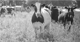  ??  ?? Grass-fed dairy cattle roam a section of pasture on the farm belonging to Amish farmer James Swantz.The vast scale of the mega-dairies out West that raises suspicions around Kalona.“We know with that high concentrat­ion of cows that it’s impossible to...