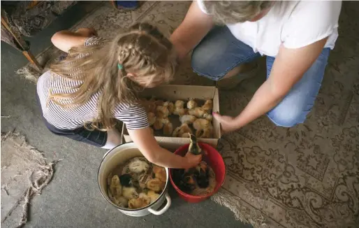  ??  ?? Have cardboard boxes ready so your customers can transport their new chicks and/ or ducklings safely.