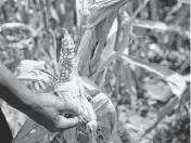  ?? XINHUA Xinhua/Sipa USA ?? A farmer checks his corn in the suburb of Harare, capital of Zimbabwe, April 3, 2024.