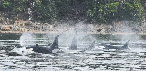  ?? DEPARTMENT OF FISHERIES AND OCEANS ?? A Fisheries and Oceans Canada project uses a network of underwater microphone­s to track the location of endangered southern resident orcas in B.C.’s Salish Sea.