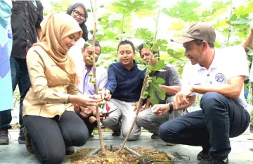  ??  ?? Young Syefura (squatting left) with Pahang Tourism director Datuk Idros Yahya (squatting right) taking a closer look at fig fruits at the launch of the Fig Harvesting Season at Benefigs, in Janda Baik.